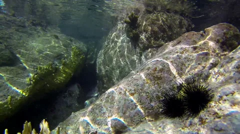 Scuba diving in the virgin islands Stock Footage 42761003