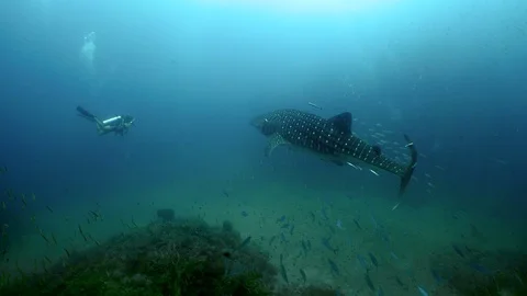 SCUBA diving with whale shark Vídeos de archivo 124105638