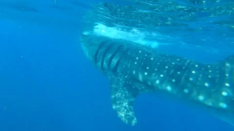 Scuba Diving - whale shark Stock Footage 292457012