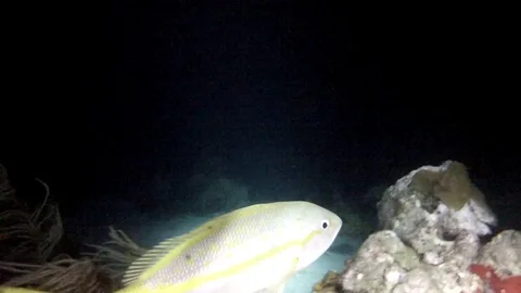 Scuba Night Fish Stock Footage 71933158