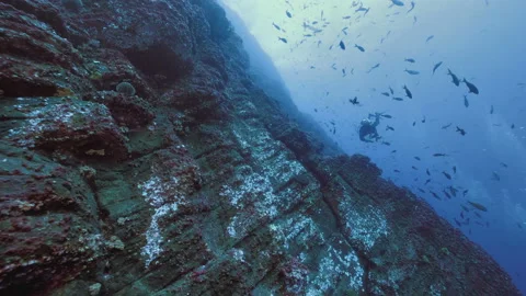 Scubadiver at massive reef wall, Roca Partida, Pacific Ocean Stock Footage 167669731