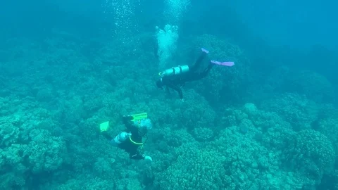 The scube divers exploring the reef Stock Footage 93863105