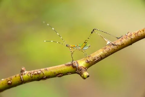 Scudderia Stock Photos