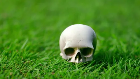 Scull on grass explodes and shatters into small pieces from impact of club Stock Footage 220941784