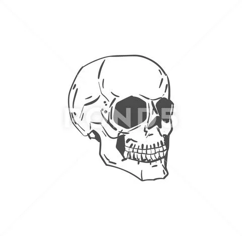 Skeleton Head stock illustration. Illustration of anatomy - 11176773