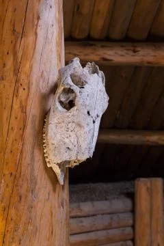 Scull on a log Stock Photos