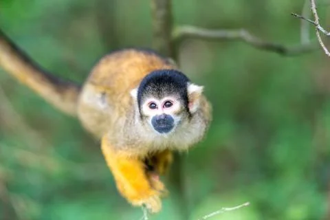 Scull monkey is looking up Stock Photos