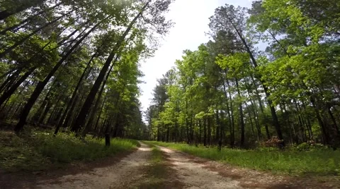 Scull Shoals Experimental Forest 05-09-2015 스톡 동영상 50691432