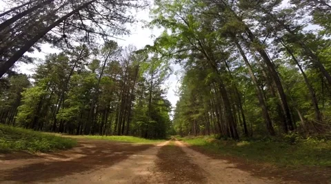 Scull Shoals Experimental Forest 05-09-2015 Stock Footage 50691815