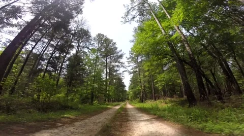 Scull Shoals Experimental Forest 05-09-2015 Stock Footage 50692321