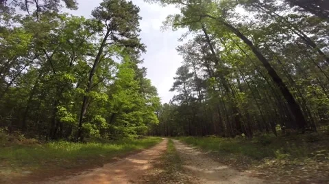 Scull Shoals Experimental Forest 05-09-2015 Stock Footage 50697142