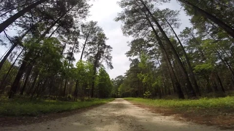 Scull Shoals Experimental Forest 05-09-2015 Stock Footage 50711245