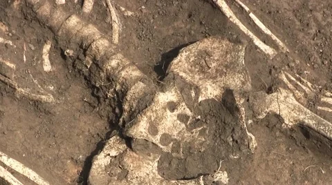 A Sculp And Bones Of A Person Buried In The Ground. An Excavation Site  Stock Footage 68638410