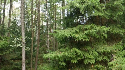 Sculpture of Lenin standing in the forest Stock-Footage 121870529