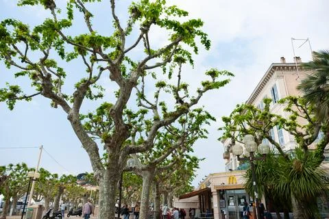 Sculpture pruned Plane trees in boulevard Stock Photos