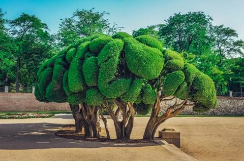 Sculptured Cypress tree inside Buen Retiro Park in Madrid, Spain. Stock Photos
