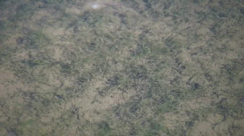 Scum at bottom of the river gently sways (High Definition) Stock Footage 364799