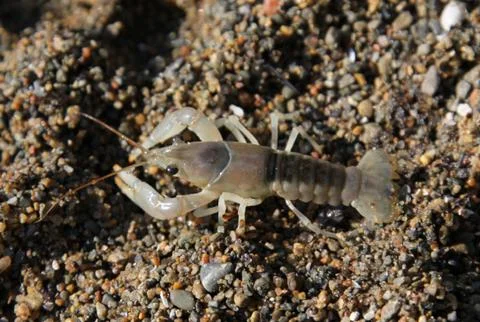 Scurrying Crayfish Stock Photos
