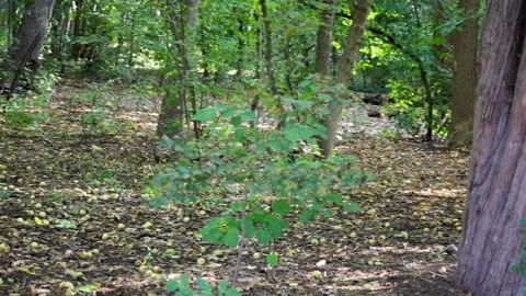 Scurrying squirrel in a park Stock Footage 257533884
