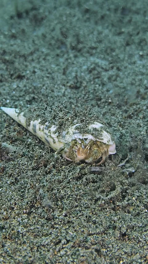 Scutella hermit crab Stock Footage 341994310
