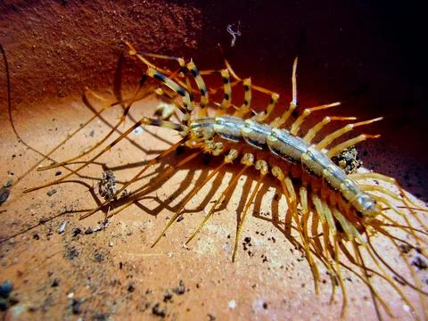 Scutigera coleoptrata. Stock Photos