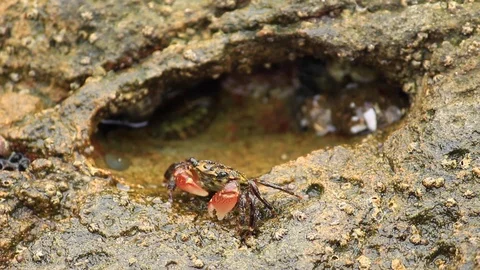 Scuttling Crab in SoCal Tide Pool Vídeo Stock 109028129