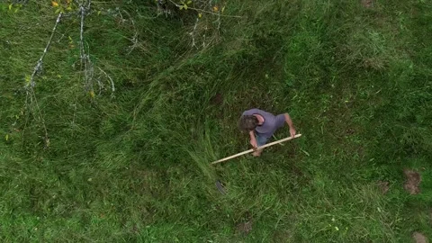 Scything orchard meadows by hand is an old skill and requires no machinery. Stock Footage 249197767