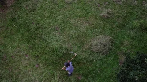 Scything orchard meadows by hand is an old skill and requires no machinery. Stock Footage 249197992