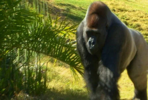 SD gorilla walking Stock Footage 699257