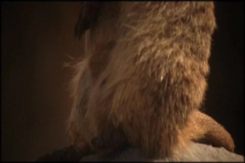 Sd test2 meerkat Stock Footage 671854