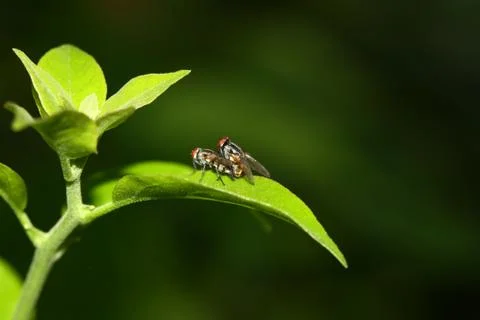 Sde view of fly mating blur background Stock Photos