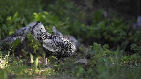 Se bright chickens walk in the yard and eat grass. Sebright bantam Stock Footage 244081372