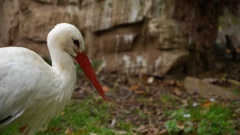 Se up of a Stork Stock Footage 289475028