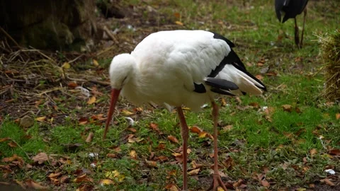 Se up of a Stork Stock Footage 289475045