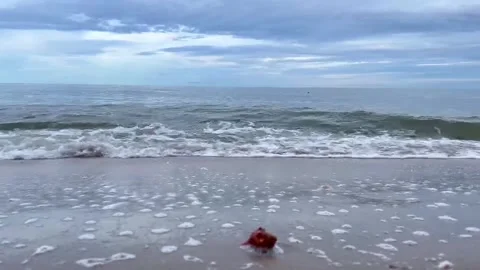 Sea-12 Stock Footage 316283932