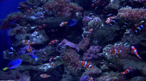 Sea-2 Stock Footage 77730