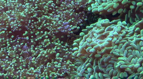 Sea-4 Stock Footage 77740