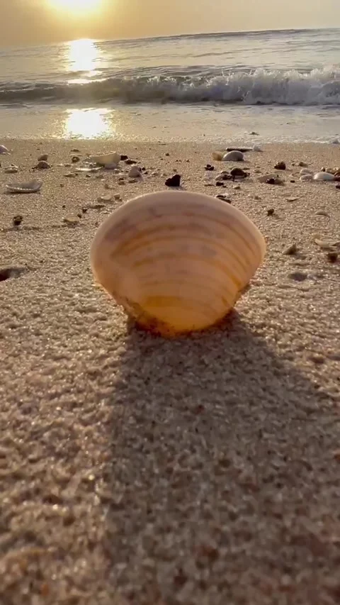 Sea-7 Stock Footage 316283942