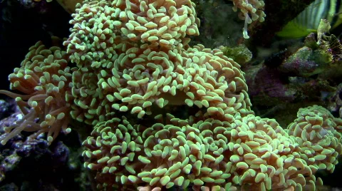 Sea-9 Stock Footage 77747