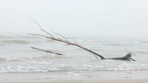 Sea after storm with tree in it Stock Footage 36740876