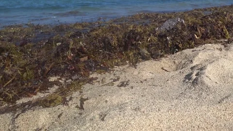 Sea, algae and plastic waste Stock Footage 165893339