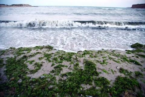Sea algae Stock Photos