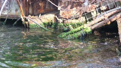 Sea algae, sea waves with algae, in port Stock Footage 162607036