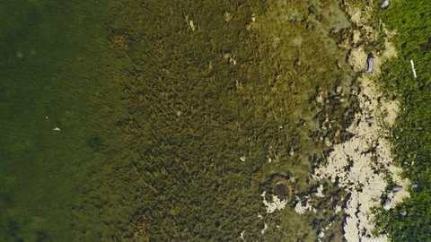 Sea algae in shallow water Stock Footage 109475330