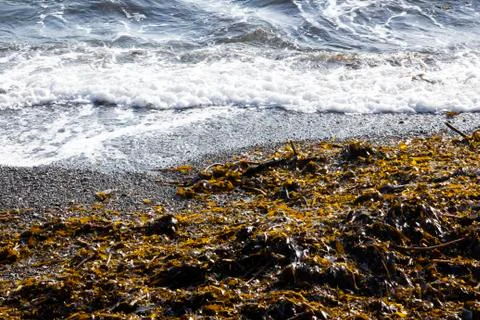 Sea and algae Stock Photos