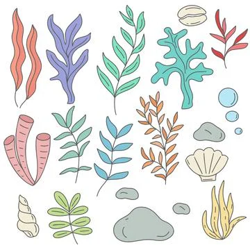 Sea and aquarium algae shells and stones vector illustration set Illustrazione stock