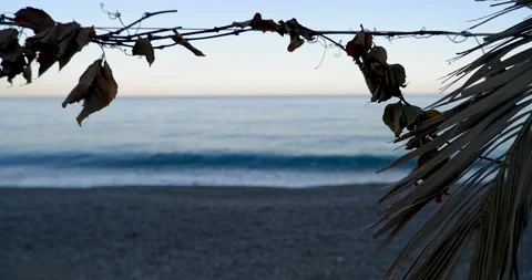 Sea and beach view from behind a palm tree Stock Footage 164968443
