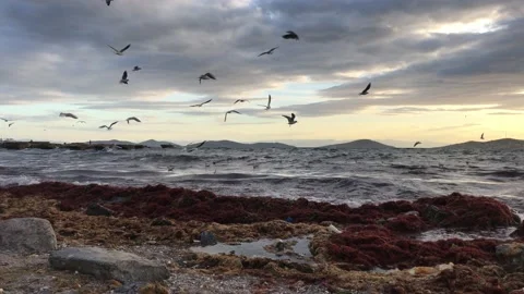 Sea and cloudy sunset Stock Footage 145898051