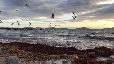 Sea and cloudy sunset Video stock 145899264