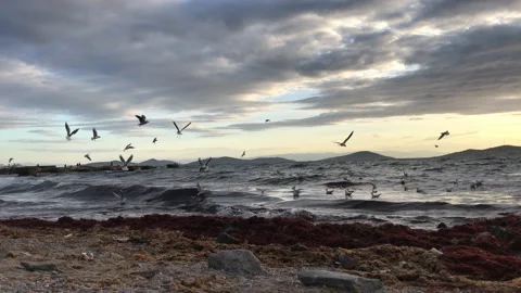 Sea and cloudy sunset Video stock 145900196